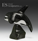 6” SIGNATURE Orca by Johnnysa Mathewsie *Top Gun*