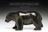 18" Powerful Walking Bear by Tuk Nuna