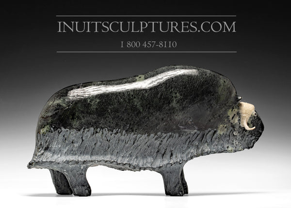 12" Muskox by Joamie Aipeelee *Midnight Ink*