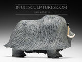 15" Exclusive Treasured Muskox by Lucassie Ikkidluaq