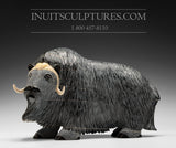 12" Iconic Masterpiece Muskox by Lucassie Ikkidluaq