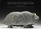 21" Iconic Masterpiece Muskox by Lucassie Ikkidluaq