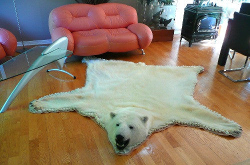 Original Polar Bear Skin Rug